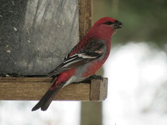 Pinicola enucleator