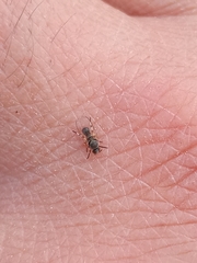 Simuliidae