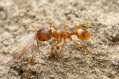 Pheidole rugosula