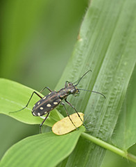 Calomera mindanaoensis