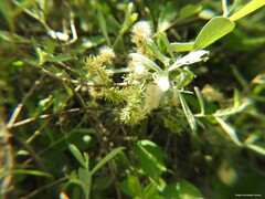 Salix salviifolia