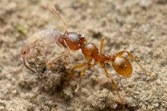 Pheidole rugosula