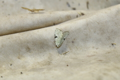 Leuconycta diphteroides