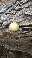 Cryptoporus volvatus