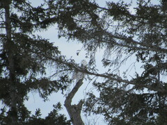 Bubo scandiacus