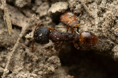 Tetramorium impressum