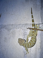 Gekko gecko