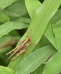 Aiolopus thalassinus tamulus