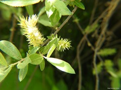 Salix salviifolia