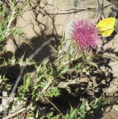 Cirsium ochrocentrum