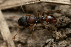 Tetramorium impressum