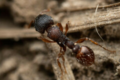 Tetramorium impressum