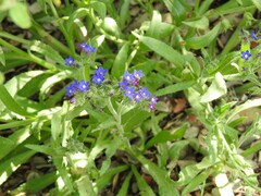 Anchusa undulata