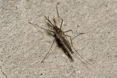 Aedes japonicus