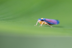 Erythrogonia dorsalis