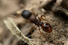 Tetramorium impressum