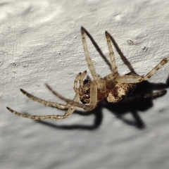 Gibbaranea bituberculata