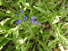 Anchusa undulata