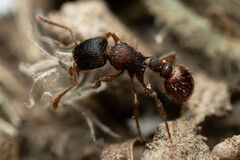 Tetramorium impressum