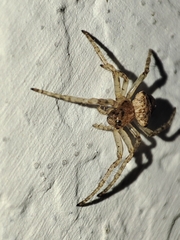 Gibbaranea bituberculata