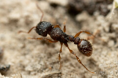 Tetramorium impressum