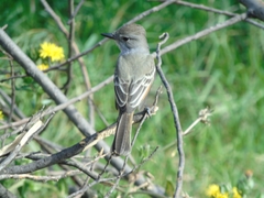 Myiarchus cinerascens