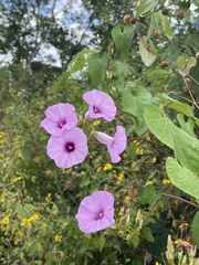 Ipomoea trifida