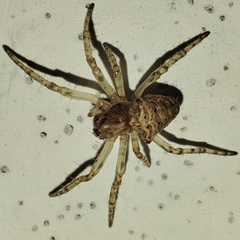Gibbaranea bituberculata
