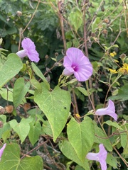 Ipomoea trifida