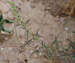 Amaranthus fimbriatus