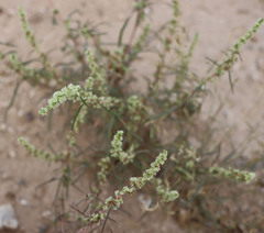 Amaranthus fimbriatus