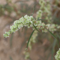 Amaranthus fimbriatus