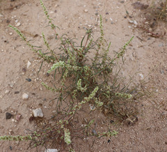 Amaranthus fimbriatus