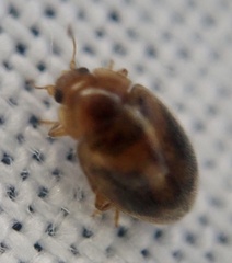 Rhyzobius chrysomeloides