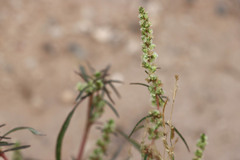 Amaranthus fimbriatus