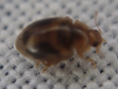 Rhyzobius chrysomeloides