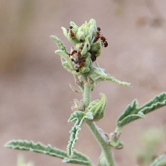 Solenopsis xyloni