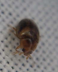 Rhyzobius chrysomeloides