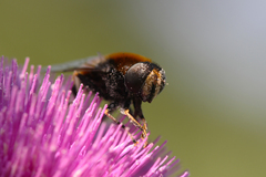 Eristalis intricaria