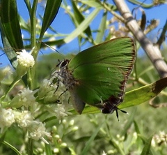 Cyanophrys miserabilis