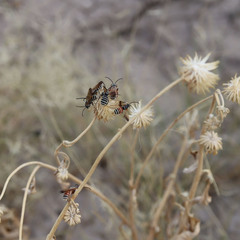 Epinomia