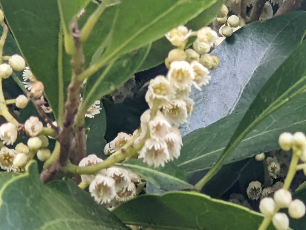 Hard Quandong