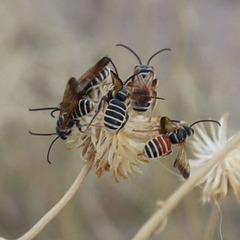 Epinomia