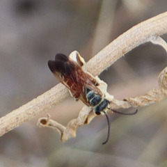 Epinomia