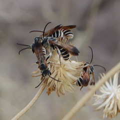 Epinomia