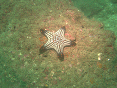 Pentaceraster cumingi