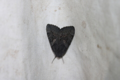 Catocala antinympha