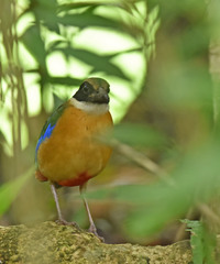 Pitta moluccensis