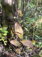 Cypripedium