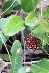 Grevillea laurifolia